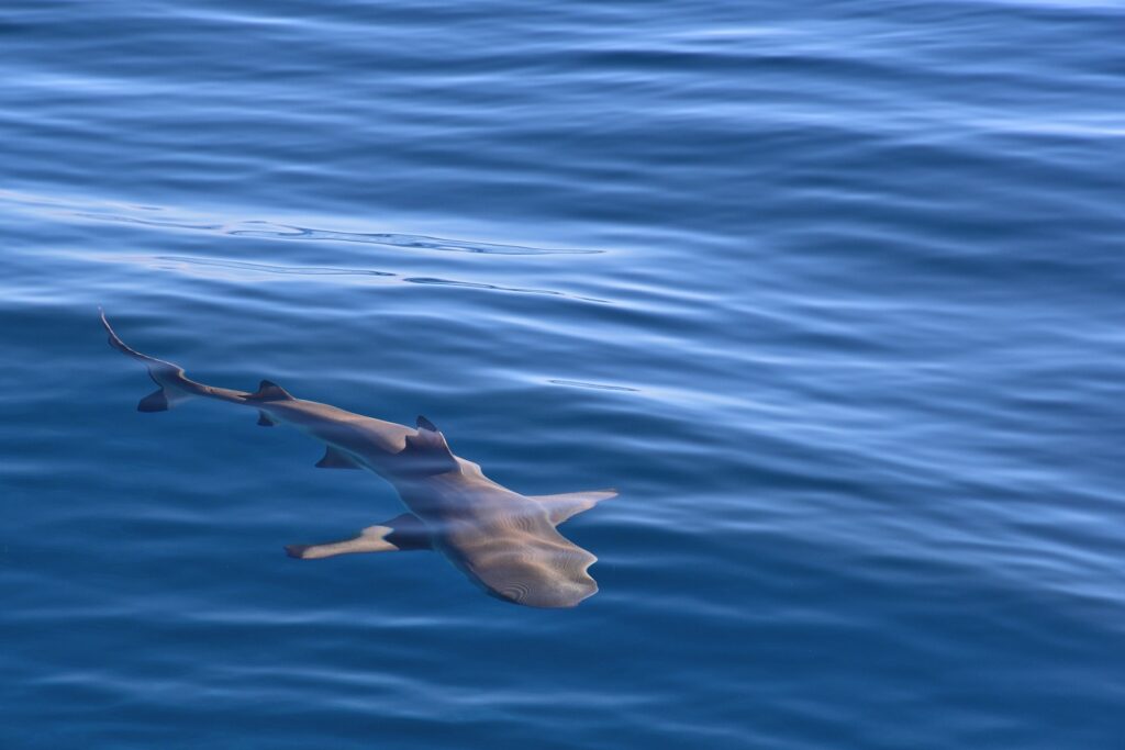 <img src="www.metedasogno.it/mete-da-sogno-3-1024x683.jpg" alt="Questa è un'immagine di uno squalo pinna nera del reef alla Maldive">