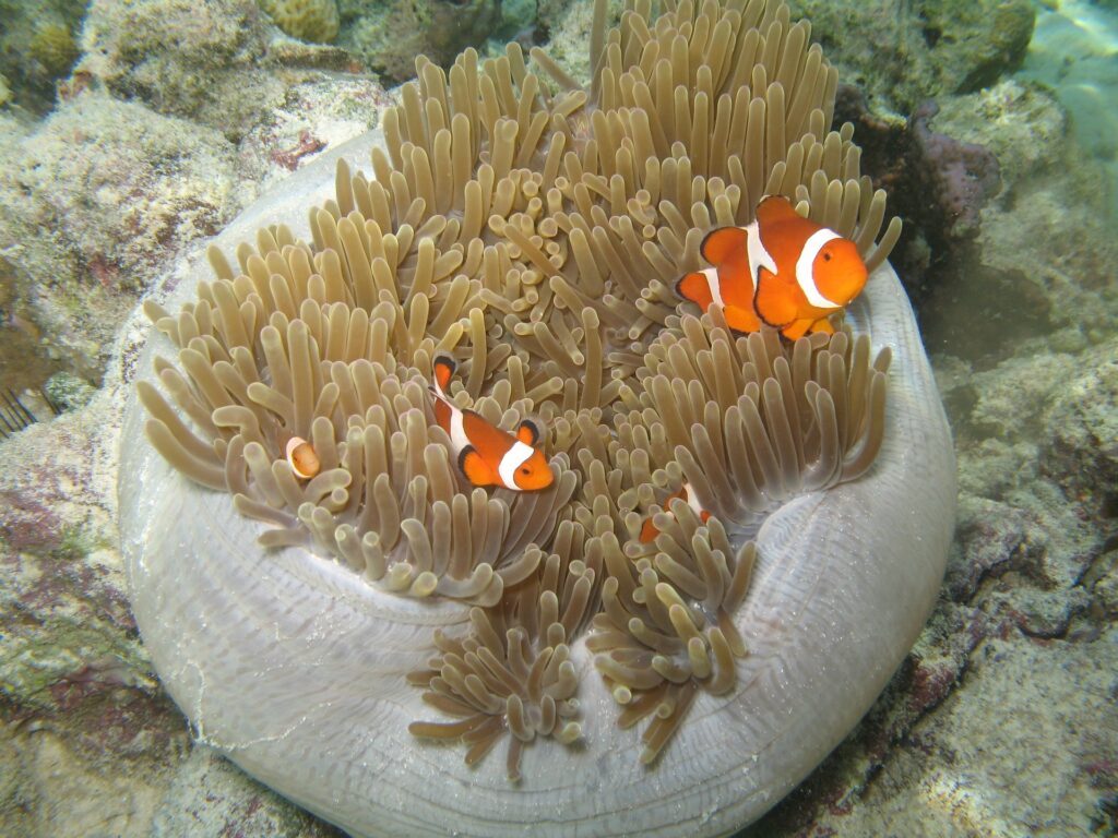 <img src="www.metedasogno.it" alt="Questa è un'immagine di tre pesci pagliaccio dentro un anemone alle Maldive">