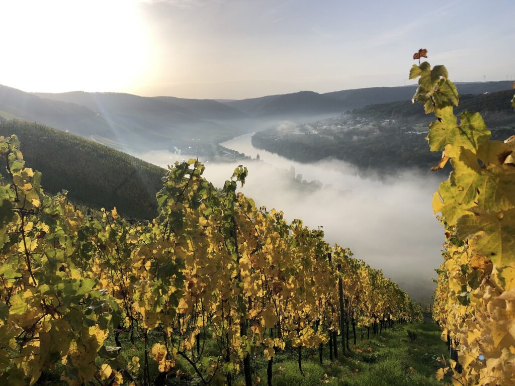 Vigneto Bernkastel-Kues